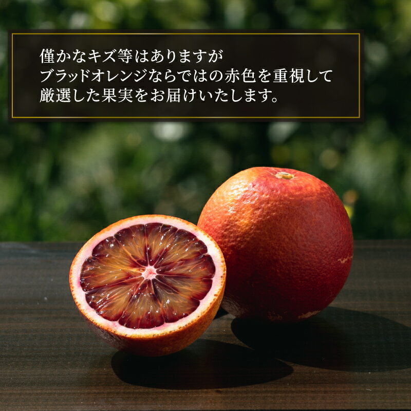 【ふるさと納税】 ブラッドオレンジ モロ Special selection 2.5kg コルレオファーム 先行予約 果物フルーツ ブラッド オレンジ 柑橘 みかん 蜜柑 mikan 愛媛ミカン 愛媛蜜柑 愛媛みかん 農家直送 産地直送 数量限定 国産 愛媛 宇和島 B010-145004 サムネイル2