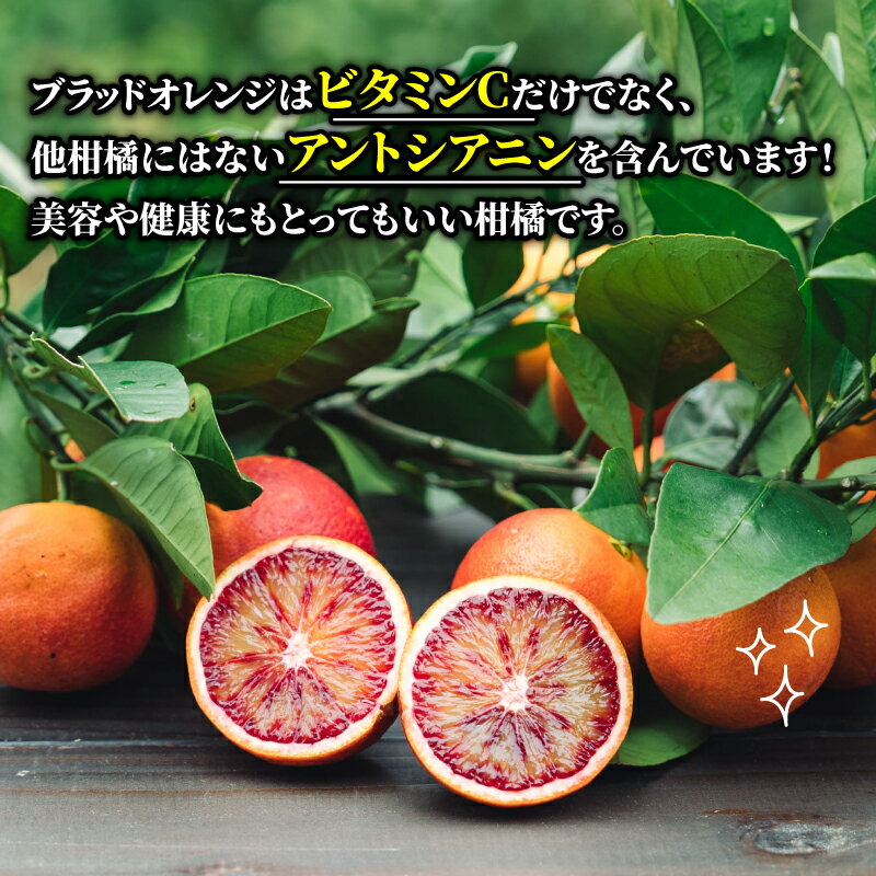 【ふるさと納税】 ブラッドオレンジ モロ Special selection 2.5kg コルレオファーム 先行予約 果物フルーツ ブラッド オレンジ 柑橘 みかん 蜜柑 mikan 愛媛ミカン 愛媛蜜柑 愛媛みかん 農家直送 産地直送 数量限定 国産 愛媛 宇和島 B010-145004 サムネイル3