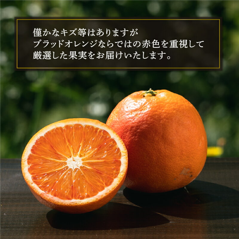 【ふるさと納税】 ブラッドオレンジ タロッコ Special selection 2.5kg コルレオファーム 先行予約 果物 フルーツ ブラッド オレンジ 柑橘 みかん mikan 愛媛ミカン 愛媛蜜柑 愛媛みかん 農家直送 産地直送 数量限定 国産 愛媛 宇和島 B010-145005 サムネイル2