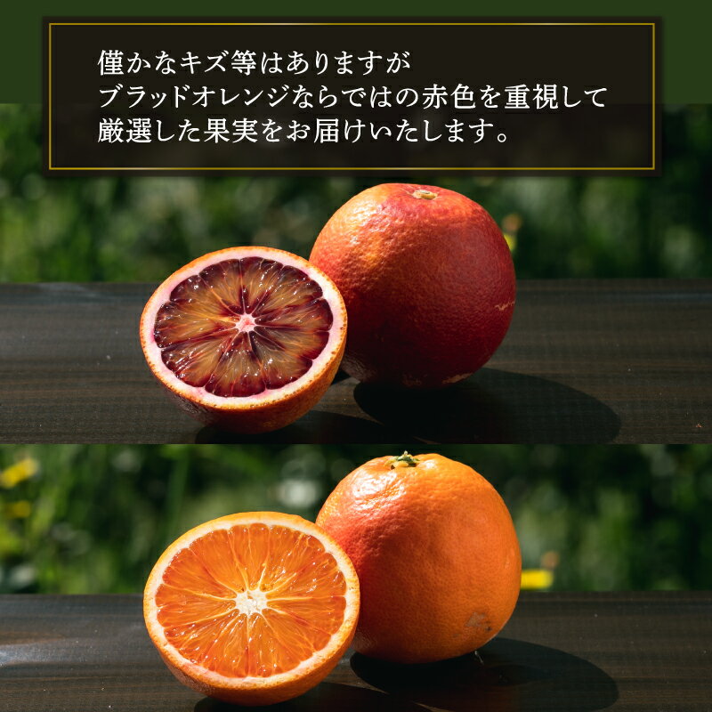 【ふるさと納税】 ブラッドオレンジ モロ タロッコ Special selection 2.5kg コルレオファーム 先行予約 果物 フルーツ ブラッド オレンジ 詰め合わせ 味比べ 柑橘 みかん mikan 愛媛みかん 農家直送 産地直送 数量限定 国産 愛媛 宇和島 B010-145006 サムネイル2