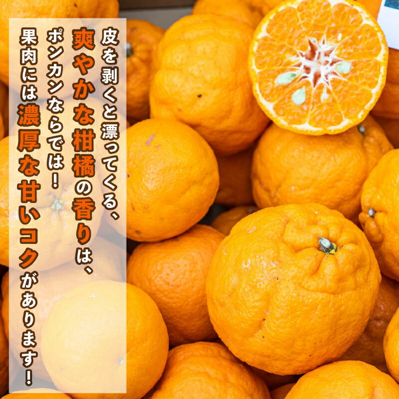 【ふるさと納税】 訳あり ポンカン 9kg コルレオファーム わけあり訳あり品 訳有り 訳アリ 愛媛みかん 愛媛ミカン みかん フルーツ 柑橘 蜜柑 mikan 果物 くだもの 甘い コク 人気のみかん 美味しい 産地直送 数量限定 先行予約 国産 愛媛 愛媛県 宇和島 B012-145010 サムネイル3