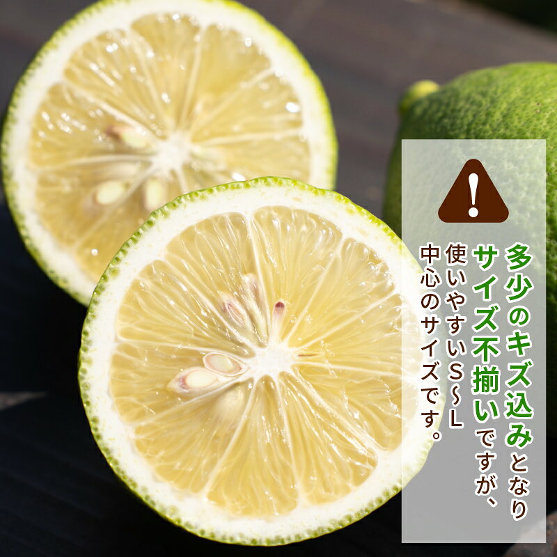 【ふるさと納税】 レモン 選べる 内容量 2.5kg ~ 5kg コルレオファーム 国産 防腐剤 ・ ワックス 不使用 国産レモン 先行予約 青レモン れもん remon 檸檬 果物 くだもの ビタミン サワー ジュース チューハイ 健康 フルーツ 柑橘 農家直送 産地直送 数量限定 愛媛 宇和島 サムネイル2