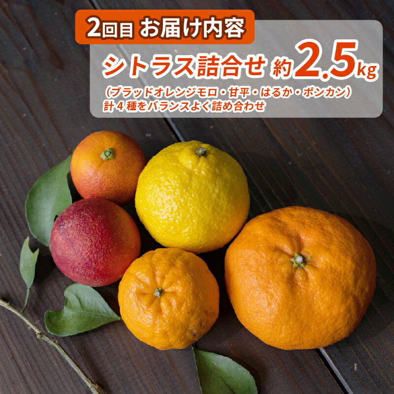 【ふるさと納税】 シトラス フルーツ ＆ ジュース 4回 定期便 コルレオファーム 南柑20号 ブラッドオレンジ モロ 甘平 はるか ポンカン タロッコ せとか 清見 不知火 シトラスジュース 720ml 3本 詰め合わせ みかん 産地直送 数量限定 先行予約 愛媛 宇和島 B052-145019 サムネイル3