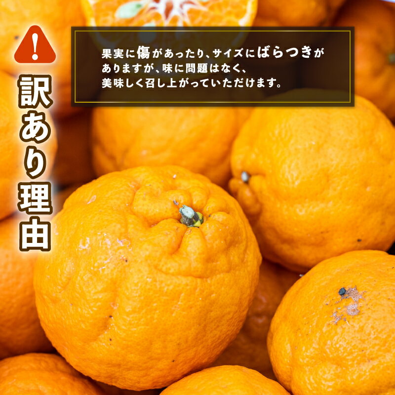 【ふるさと納税】 訳あり ポンカン 9kg コルレオファーム わけあり訳あり品 訳有り 訳アリ 愛媛みかん 愛媛ミカン みかん フルーツ 柑橘 蜜柑 mikan 果物 くだもの 甘い コク 人気のみかん 美味しい 産地直送 数量限定 先行予約 国産 愛媛 愛媛県 宇和島 B012-145010 サムネイル2