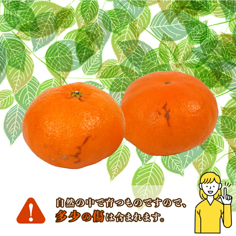 【ふるさと納税】 甘平 2kg コルレオファーム 愛媛みかん 甘い 平たい 高級 高級柑橘 希少 限定 品種 シャキシャキ 果物 くだもの 先行予約 mikan フルーツ 柑橘 かんきつ みかん ミカン 蜜柑 かんぺい お取り寄せ 産地直送 数量限定 国産 愛媛 愛媛県 宇和島 B018-145022 サムネイル2