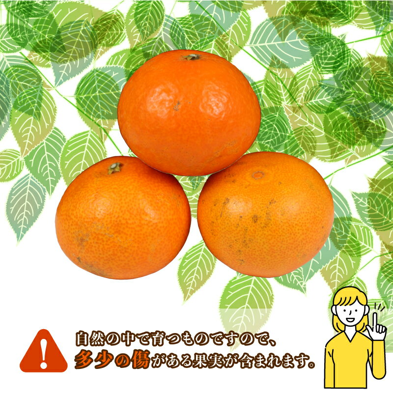 【ふるさと納税】 愛果28号 2kg コルレオファーム 愛媛みかん 先行予約 あいか 高級柑橘 愛媛蜜柑 みかん フルーツ 柑橘 蜜柑 mikan 濃厚 プルプル 美味しい 果物 くだもの 美味しいみかん 濃厚みかん 産直 産地直送 数量限定 国産 愛媛 愛媛県 宇和島 B018-145021 サムネイル2