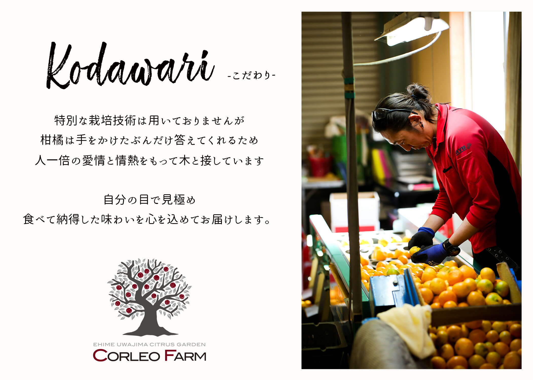 【ふるさと納税】 愛果28号 2kg コルレオファーム 愛媛みかん 先行予約 あいか 高級柑橘 愛媛蜜柑 みかん フルーツ 柑橘 蜜柑 mikan 濃厚 プルプル 美味しい 果物 くだもの 美味しいみかん 濃厚みかん 産直 産地直送 数量限定 国産 愛媛 愛媛県 宇和島 B018-145021 サムネイル3