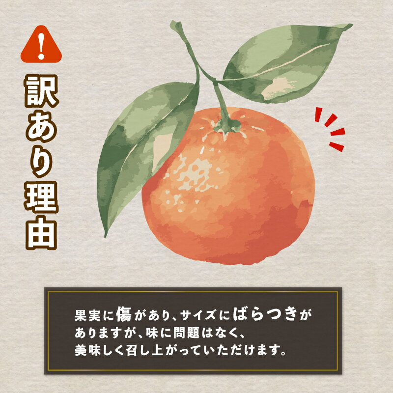 【ふるさと納税】 訳あり 南柑20号 温州みかん 9kg コルレオファーム わけあり 愛媛ミカン 愛媛みかん みかん フルーツ 柑橘 蜜柑 mikan 温州 果物 くだもの 人気のみかん 美味しいみかん 濃厚みかん 温州蜜柑 産地直送 数量限定 先行予約 国産 愛媛 宇和島 B010-145009 サムネイル2