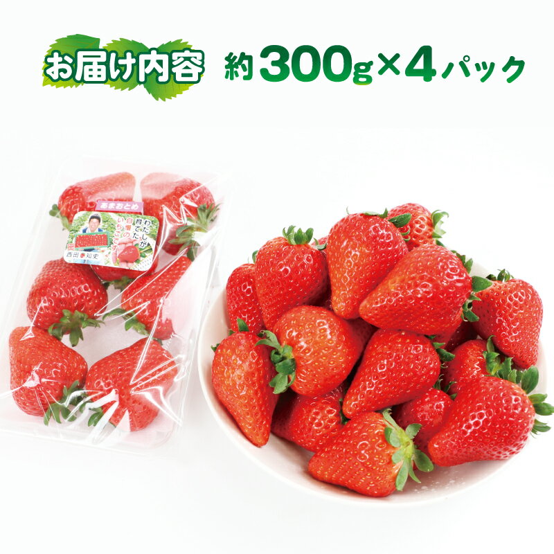 【ふるさと納税】 イチゴ 苺 甘み たっぷり あまおとめ 1.2kg (300g×4パック) 西田農園 愛媛 オリジナル 品種 さちのか × とちおとめ 先行予約 甘い あまい 果物 フルーツ 朝食 ヨーグルト スムージー デザート スイーツ ジャム おやつ 数量限定 国産 宇和島 F015-124001 サムネイル2