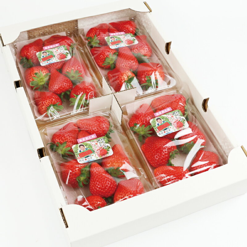 【ふるさと納税】 イチゴ 苺 甘み たっぷり あまおとめ 1.2kg (300g×4パック) 西田農園 愛媛 オリジナル 品種 さちのか × とちおとめ 先行予約 甘い あまい 果物 フルーツ 朝食 ヨーグルト スムージー デザート スイーツ ジャム おやつ 数量限定 国産 宇和島 F015-124001 サムネイル3