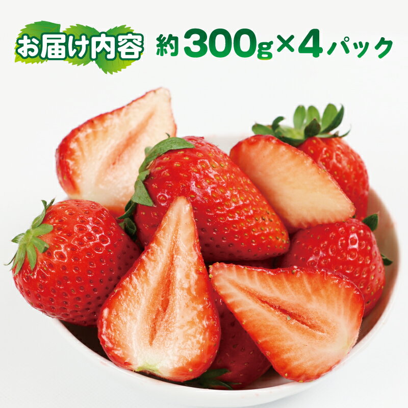 【ふるさと納税】 色鮮やか いちご 紅い雫 1.2kg ( 300g × 4パック ) 西田農園 甘い あまい 苺 イチゴ ストロベリー 旬 果物 朝食 ヨーグルト フルーツ デザート スイーツ スムージー ジャム おやつ 国産 愛媛 宇和島 F015-124002 サムネイル2