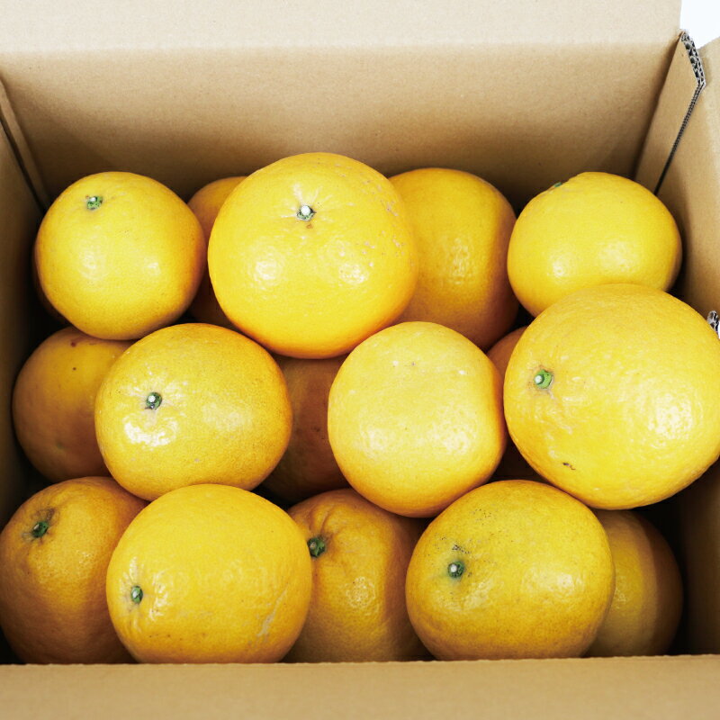 【ふるさと納税】 河内晩柑 家庭用 7kg 河野農園 先行予約 さわやか柑橘 晩柑 愛媛みかん かわちばんかん ばんかん 和製 グレープフルーツ 果物 くだもの フルーツ 柑橘 みかん ミカン 蜜柑 mikan ジューシー 美味しい 愛媛県産 産直 数量限定 国産 愛媛 宇和島 B010-147001 サムネイル2