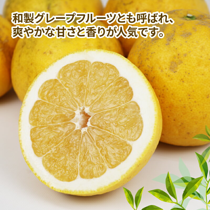 【ふるさと納税】 訳あり 河内晩柑 10kg 植村農園 晩柑 かわちばんかん 和製 グレープフルーツ 訳アリ 訳あり品 愛媛みかん 愛媛蜜柑 愛媛県産みかん 蜜柑 みかん mikan さっぱり フレッシュ 果物 くだもの フルーツ 柑橘 数量限定 産地直送 国産 愛媛 宇和島 B010-153007 サムネイル3