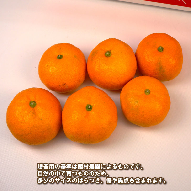 【ふるさと納税】 贈答用 南柑20号 5kg 植村農園 温州 温州みかん みかん 果物 くだもの フルーツ 柑橘 蜜柑 贈答 ギフト プレゼント 農家直送 産地直送 数量限定 国産 愛媛 宇和島 B010-153009 サムネイル3