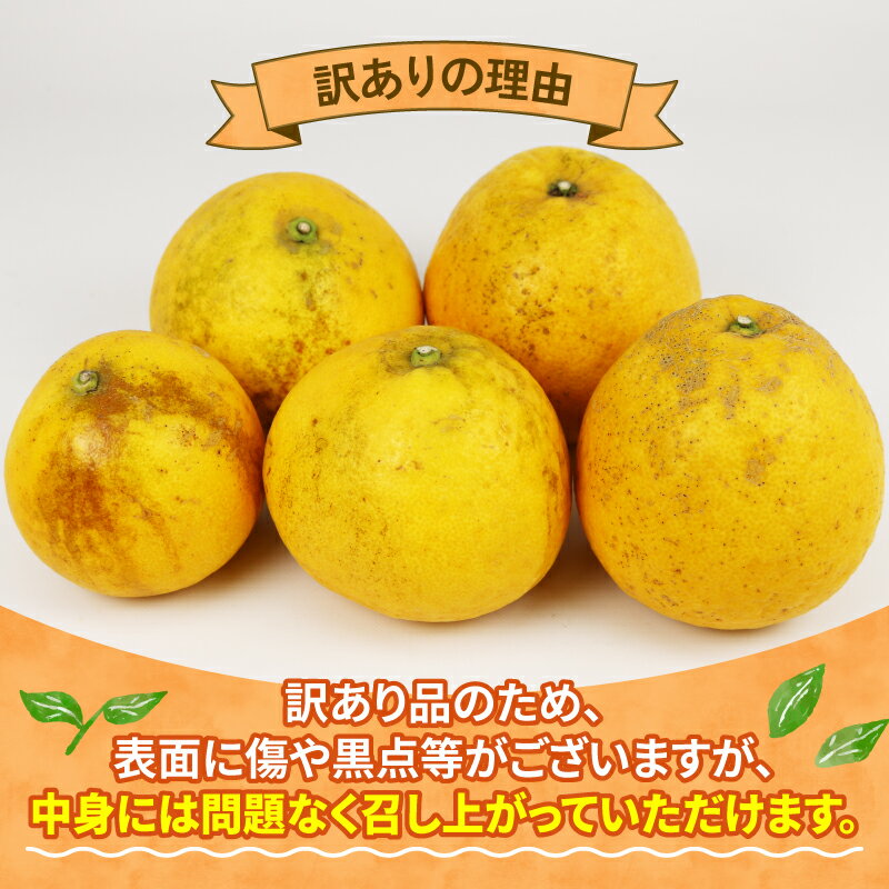 【ふるさと納税】 訳あり 河内晩柑 10kg 植村農園 晩柑 かわちばんかん 和製 グレープフルーツ 訳アリ 訳あり品 愛媛みかん 愛媛蜜柑 愛媛県産みかん 蜜柑 みかん mikan さっぱり フレッシュ 果物 くだもの フルーツ 柑橘 数量限定 産地直送 国産 愛媛 宇和島 B010-153007 サムネイル2