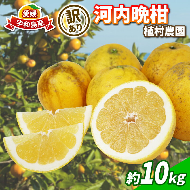 訳あり 河内晩柑 10kg 植村農園 晩柑 かわちばんかん 和製 グレープフルーツ 訳アリ 訳あり品 愛媛みかん 愛媛蜜柑 愛媛県産みかん 蜜柑 みかん mikan さっぱり フレッシュ 果物 くだもの フルーツ 柑橘 数量限定 産地直送 国産 愛媛 宇和島 B010-153007