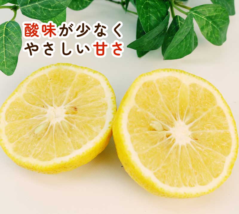 【ふるさと納税】 訳あり はるか みかん 約5.5kg ふるくとファーム 先行予約 サイズ混合 かなこちゃん 果物 くだもの フルーツ 甘い 爽やか 美味しい 柑橘 蜜柑 mikan 愛媛ミカン 愛媛蜜柑 愛媛みかん 訳アリ 訳あり品 数量限定 産地直送 国産 愛媛 宇和島 B010-037007 サムネイル3
