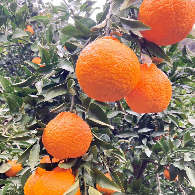 【ふるさと納税】 訳あり 不知火 約5.5kg ふるくとファーム しらぬい 先行予約 果物 くだもの わけあり 訳あり品 フルーツ 柑橘 蜜柑 みかん 不知火みかん mikan ミカン グルメ 訳あり品 愛媛みかん 愛媛ミカン 愛媛蜜柑 数量限定 国産 愛媛 宇和島 B010-037008 サムネイル3