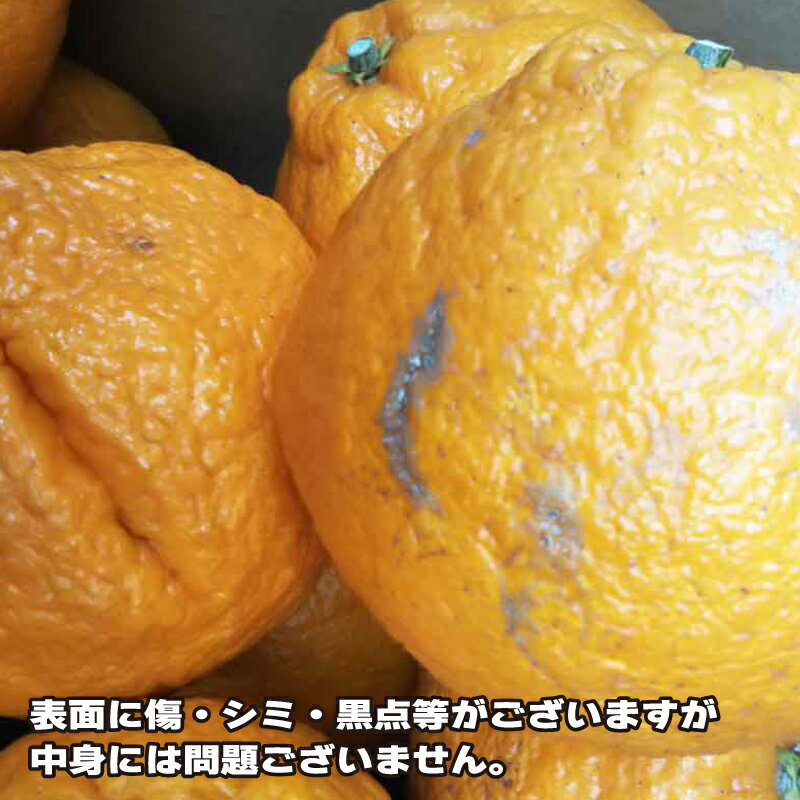 【ふるさと納税】 訳あり 不知火 約5.5kg ふるくとファーム しらぬい 先行予約 果物 くだもの わけあり 訳あり品 フルーツ 柑橘 蜜柑 みかん 不知火みかん mikan ミカン グルメ 訳あり品 愛媛みかん 愛媛ミカン 愛媛蜜柑 数量限定 国産 愛媛 宇和島 B010-037008 サムネイル2