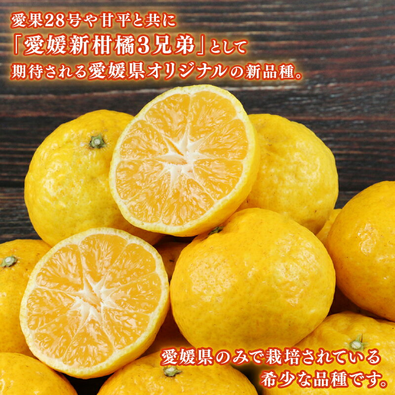 【ふるさと納税】 媛小春 3kg 愛媛みかん 兵頭農園 先行予約 みかん mikan 愛媛ミカン 愛媛蜜柑 ひめこはる 愛媛県産 限定 希少 品種 蜜柑 果物 フルーツ 柑橘 高級 産地直送 農家直送 数量限定 国産 愛媛 宇和島 B010-055004 サムネイル3