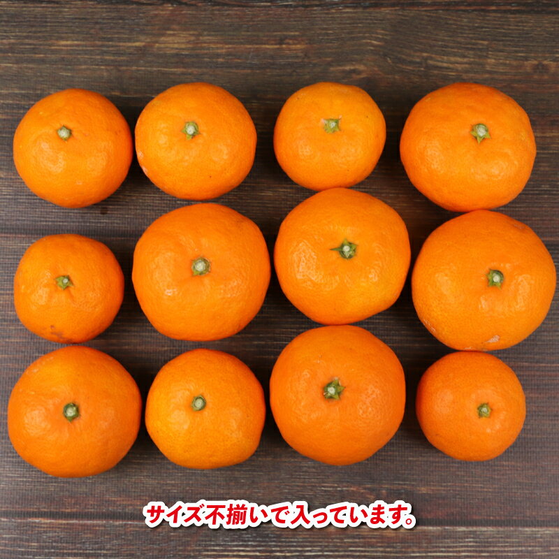 【ふるさと納税】 愛媛みかん 早生温州 9kg サイズ不揃い 家庭用 兵頭農園 先行予約 みかん mikan 愛媛ミカン 愛媛蜜柑 早生 温州 温州みかん 不揃い 果物 くだもの フルーツ 柑橘 蜜柑 産地直送 農家直送 数量限定 国産 愛媛県産 愛媛 宇和島 B012-055001 - 画像3