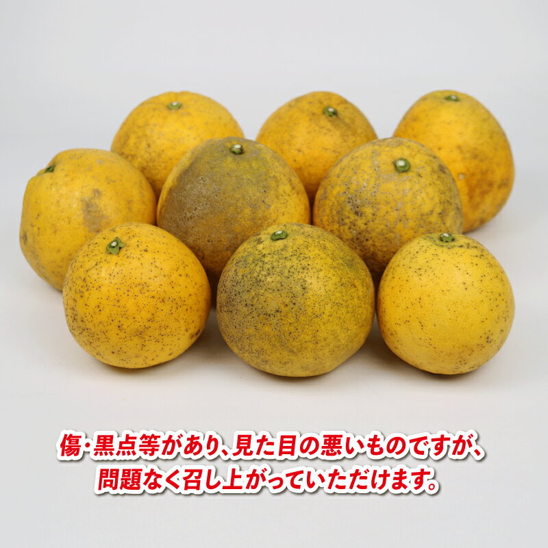 【ふるさと納税】 河内晩柑 9kg 愛媛みかん 兵頭農園 先行予約 家庭用 晩柑 かわちばんかん 和製 グレープフルーツ 愛媛蜜柑 果物 くだもの フルーツ 柑橘 みかん 蜜柑 mikan 産地直送 農家直送 数量限定 国産 愛媛 宇和島 B012-055009 サムネイル2