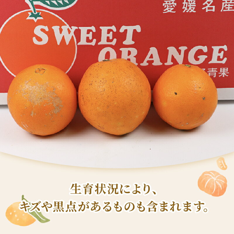 【ふるさと納税】 ネーブルオレンジ 5kg 準 贈答用 矢野青果 ネーブル オレンジ オレンジ みかん 柑橘 果物 くだもの フルーツ 濃厚 甘い 甘味 蜜柑 愛媛蜜柑 愛媛みかん mikan 贈答品 贈答 ギフト プレゼント 産地直送 農家直送 数量限定 国産 愛媛 宇和島 B012-171019 サムネイル2