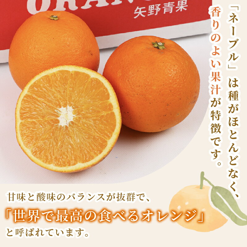 【ふるさと納税】 ネーブルオレンジ 5kg 準 贈答用 矢野青果 ネーブル オレンジ オレンジ みかん 柑橘 果物 くだもの フルーツ 濃厚 甘い 甘味 蜜柑 愛媛蜜柑 愛媛みかん mikan 贈答品 贈答 ギフト プレゼント 産地直送 農家直送 数量限定 国産 愛媛 宇和島 B012-171019 サムネイル3