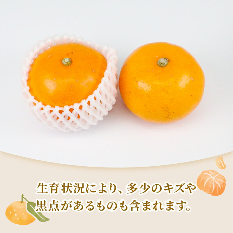 【ふるさと納税】 せとか 2 ~ 3kg 贈答用 矢野青果 柑橘の 大トロ 高級 希少 限定 品種 ブランド 高級柑橘 甘い 果物 くだもの フルーツ 柑橘 みかん 蜜柑 愛媛蜜柑 愛媛みかん mikan 贈答 ギフト プレゼント 産地直送 数量限定 国産 愛媛 愛媛県 宇和島 B012-171022 サムネイル2