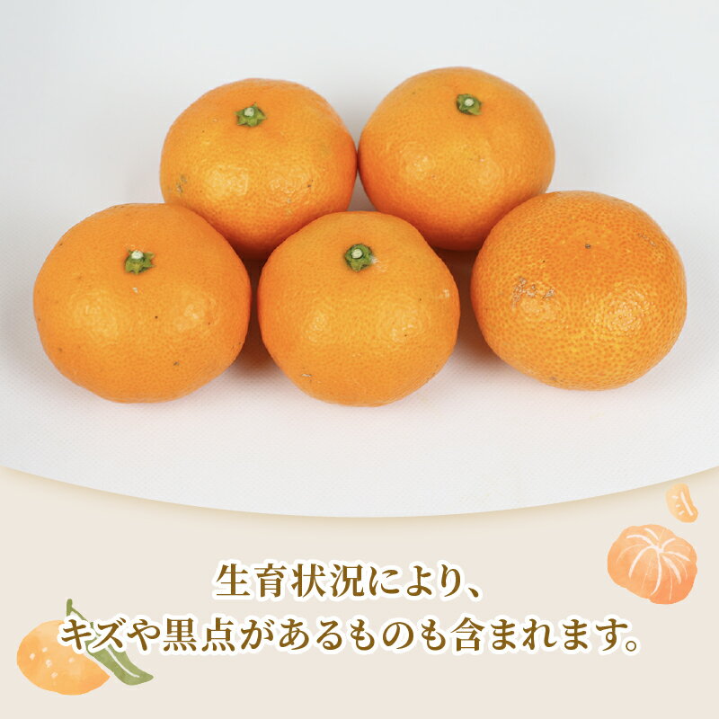 【ふるさと納税】 みかん 贈答用 南柑20号 温州みかん 2 ~ 3kg 矢野青果 フルーツ 柑橘 蜜柑 mikan 温州 果物 くだもの みかん 人気のみかん 美味しいみかん 濃厚みかん 温州蜜柑 贈答品 贈答 ギフト プレゼント 産地直送 数量限定 先行予約 国産 愛媛 宇和島 B012-171006 サムネイル2