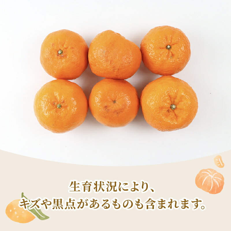 【ふるさと納税】 準 贈答用 ポンカン 5kg 矢野青果 みかん 先行予約 柑橘 果物 くだもの フルーツ ぽんかん 濃厚 甘い 甘味 蜜柑 美味しい 準贈答用 贈答品 贈答 ギフト プレゼント ミカン 愛媛みかん 愛媛県産みかん 産地直送 数量限定 国産 愛媛 宇和島 B012-171007 サムネイル2