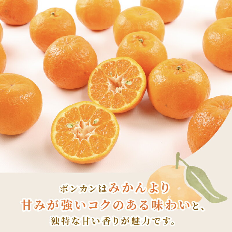 【ふるさと納税】 準 贈答用 ポンカン 5kg 矢野青果 みかん 先行予約 柑橘 果物 くだもの フルーツ ぽんかん 濃厚 甘い 甘味 蜜柑 美味しい 準贈答用 贈答品 贈答 ギフト プレゼント ミカン 愛媛みかん 愛媛県産みかん 産地直送 数量限定 国産 愛媛 宇和島 B012-171007 サムネイル3