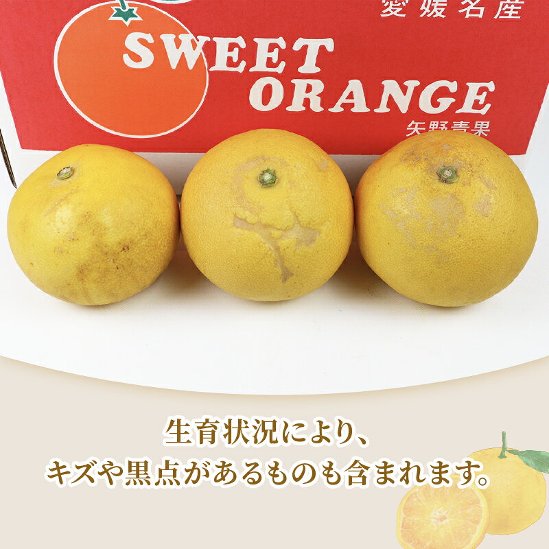 【ふるさと納税】 準 贈答用 文旦 5kg 矢野青果 ザボン ぶんたん ボンタン ポメロ 果物 くだもの フルーツ 濃厚 甘い 甘味 さっぱり 酸味 蜜柑 準贈答用 贈答品 贈答 ギフト プレゼント 産地直送 農家直送 数量限定 国産 愛媛 宇和島 B012-171012 サムネイル2