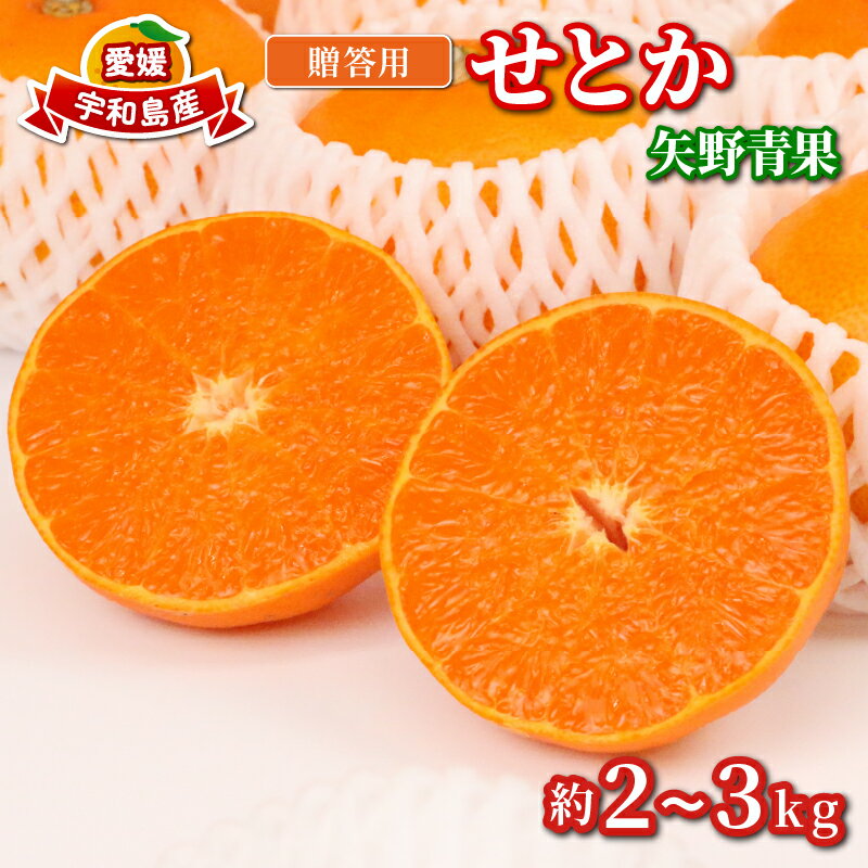 せとか 2 ~ 3kg 贈答用 矢野青果 柑橘の 大トロ 高級 希少 限定 品種 ブランド 高級柑橘 甘い 果物 くだもの フルーツ 柑橘 みかん 蜜柑 愛媛蜜柑 愛媛みかん mikan 贈答 ギフト プレゼント 産地直送 数量限定 国産 愛媛 愛媛県 宇和島 B012-171022