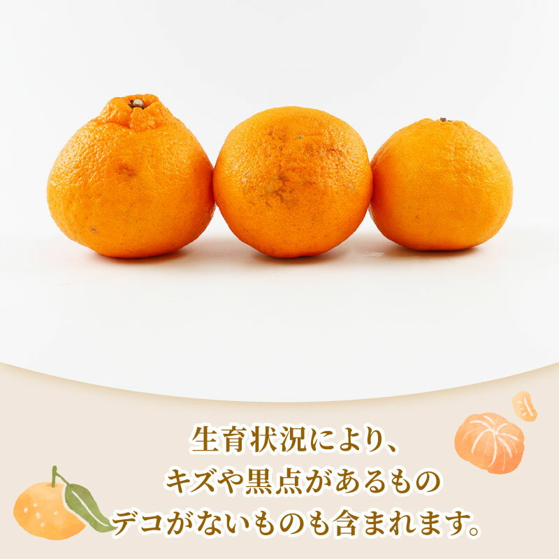 【ふるさと納税】 しらぬい 準 贈答用 不知火 5kg 矢野青果 先行予約 高級 希少 贅沢 限定 品種 ブランド 高級柑橘 甘い 果物 くだもの フルーツ 柑橘 みかん 蜜柑 愛媛蜜柑 愛媛みかん mikan 贈答 ギフト プレゼント 産地直送 数量限定 国産 愛媛 愛媛県 宇和島 B012-171018 サムネイル2