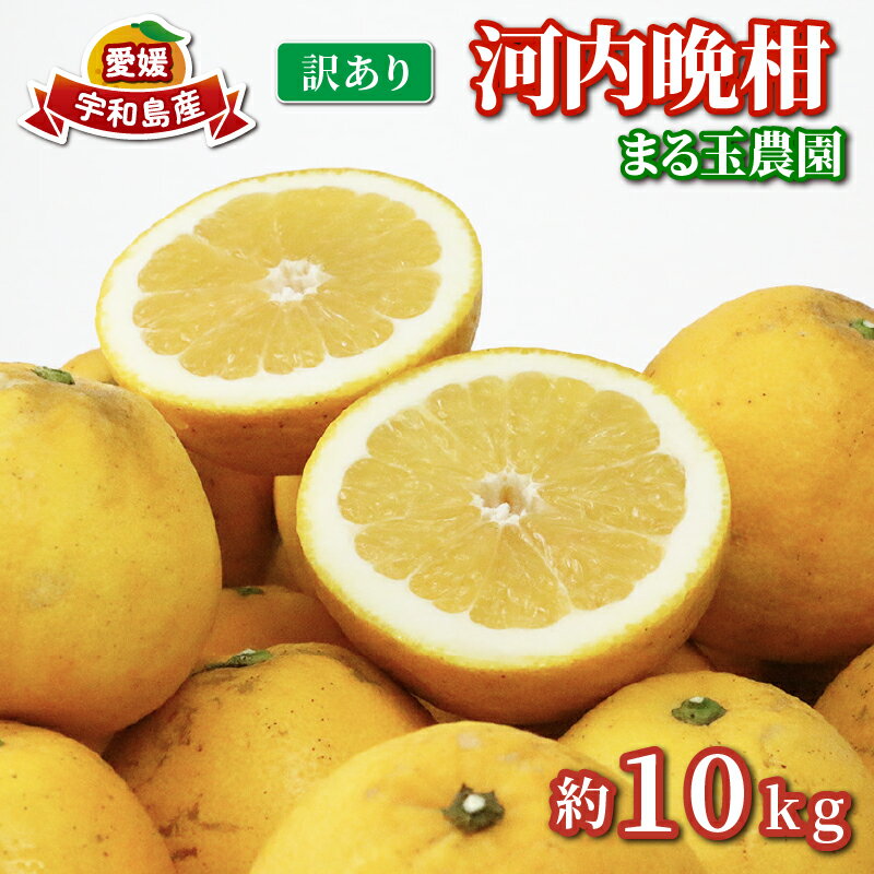 訳あり 河内晩柑 10kg まる玉農園 先行予約 かわちばんかん 晩柑 ばんかん 柑橘 果物 くだもの 訳アリ 訳あり品 訳有り フルーツ 和製 グレープフルーツ 蜜柑 mikan 愛媛ミカン 愛媛蜜柑 愛媛みかん 産地直送 農家直送 国産 愛媛 宇和島 B010-172003