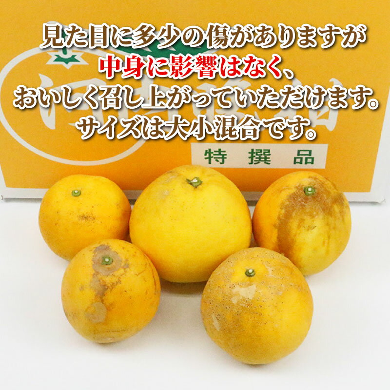 【ふるさと納税】 訳あり 河内晩柑 10kg まる玉農園 先行予約 かわちばんかん 晩柑 ばんかん 柑橘 果物 くだもの 訳アリ 訳あり品 訳有り フルーツ 和製 グレープフルーツ 蜜柑 mikan 愛媛ミカン 愛媛蜜柑 愛媛みかん 産地直送 農家直送 国産 愛媛 宇和島 B010-172003 サムネイル2
