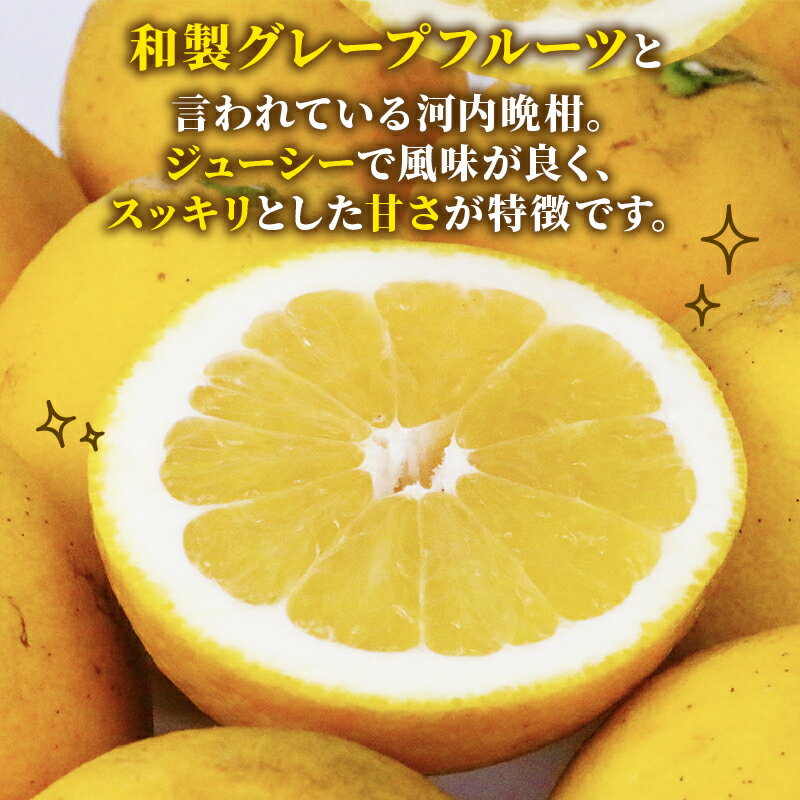 【ふるさと納税】 訳あり 河内晩柑 10kg まる玉農園 先行予約 かわちばんかん 晩柑 ばんかん 柑橘 果物 くだもの 訳アリ 訳あり品 訳有り フルーツ 和製 グレープフルーツ 蜜柑 mikan 愛媛ミカン 愛媛蜜柑 愛媛みかん 産地直送 農家直送 国産 愛媛 宇和島 B010-172003 サムネイル3
