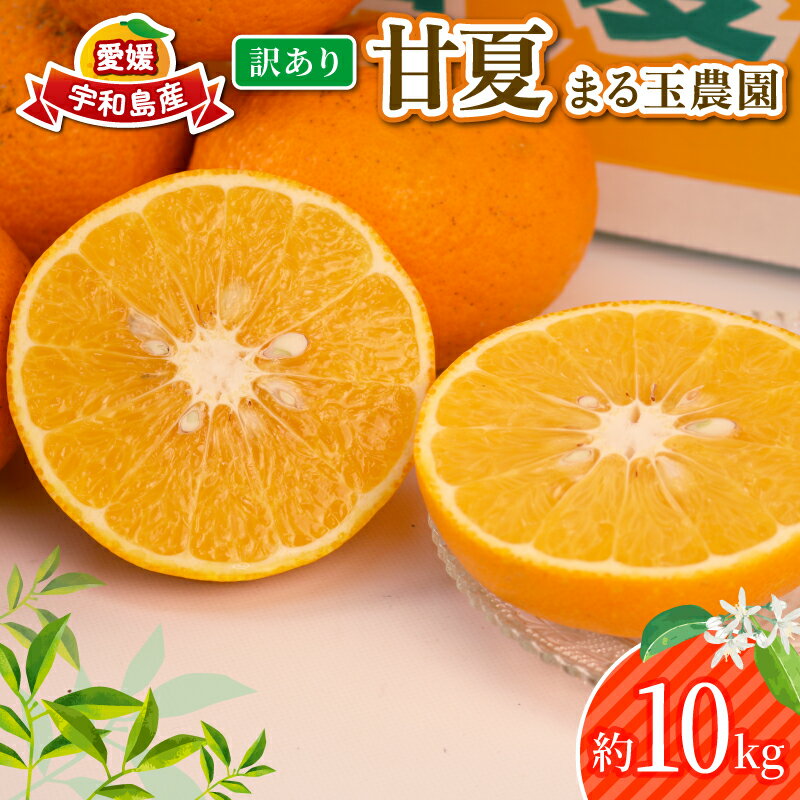 愛媛みかん 訳あり 甘夏 10kg まる玉農園 先行予約 わけあり 夏みかん 甘夏柑 あまなつ 愛媛ミカン 愛媛蜜柑 訳ありみかん 訳あり蜜柑 mikan 果物 くだもの フルーツ 柑橘 みかん 蜜柑 数量限定 産地直送 国産 愛媛 宇和島 B010-172005