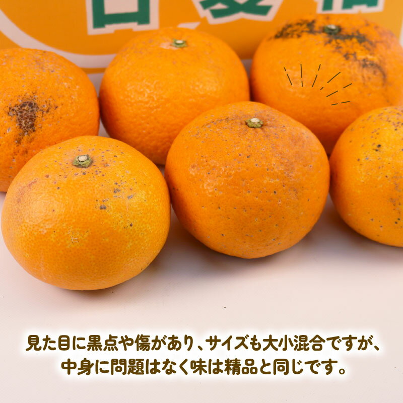 【ふるさと納税】 愛媛みかん 訳あり 甘夏 10kg まる玉農園 先行予約 わけあり 夏みかん 甘夏柑 あまなつ 愛媛ミカン 愛媛蜜柑 訳ありみかん 訳あり蜜柑 mikan 果物 くだもの フルーツ 柑橘 みかん 蜜柑 数量限定 産地直送 国産 愛媛 宇和島 B010-172005 サムネイル2