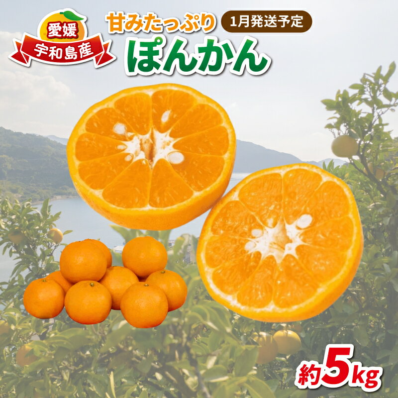 愛媛みかん ポンカン 5kg 家庭用みかん 協徳ガーデン 先行予約 予約受付 甘い濃厚 ジューシー 果物 くだもの フルーツ 柑橘 みかん mikan 宇和島みかん 愛媛蜜柑 愛媛ミカン ミカン ぽんかん 蜜柑 農家直送 産地直送 数量限定 国産 愛媛 宇和島 B016-178002