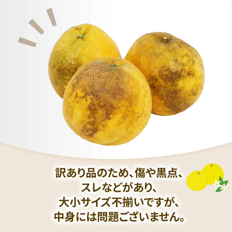 【ふるさと納税】 訳あり 河内晩柑 約10kg 協徳ガーデン 先行予約 訳アリ わけあり 訳あり品 晩柑 和製 グレープフルーツ 果物 フルーツ 柑橘 みかん ミカン 蜜柑 愛媛みかん 愛媛ミカン mikan 愛媛蜜柑 産地直送 農家直送 産地直送 数量限定 国産 愛媛 宇和島 B010-178007 サムネイル2