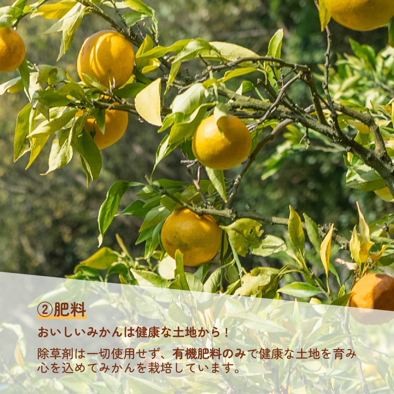 【ふるさと納税】 愛媛みかん ポンカン 5kg 家庭用みかん 協徳ガーデン 先行予約 予約受付 甘い濃厚 ジューシー 果物 くだもの フルーツ 柑橘 みかん mikan 宇和島みかん 愛媛蜜柑 愛媛ミカン ミカン ぽんかん 蜜柑 農家直送 産地直送 数量限定 国産 愛媛 宇和島 B016-178002 サムネイル3