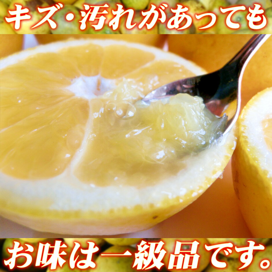 【ふるさと納税】 河内晩柑 訳あり 8kg S～3L サイズ 混合 中井屋 先行予約 愛媛みかん わけあり 晩柑 かわちばんかん 和製 グレープフルーツ 愛媛ミカン 愛媛蜜柑 愛媛県産みかん 蜜柑 みかん 果物 くだもの フルーツ 柑橘 数量限定 産地直送 国産 愛媛 宇和島 B010-173006 サムネイル3