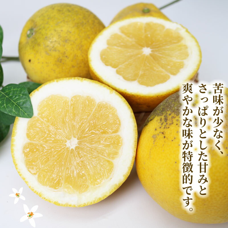 【ふるさと納税】 訳あり 河内晩柑 約 8kg 木田柑橘農園 晩柑 和製 グレープフルーツ 訳アリ 訳あり品 愛媛みかん 愛媛蜜柑 愛媛県産みかん 蜜柑 みかん mikan 爽やか さっぱり フレッシュ 果物 くだもの フルーツ 柑橘 数量限定 産地直送 国産 愛媛 宇和島 B010-185007 サムネイル3