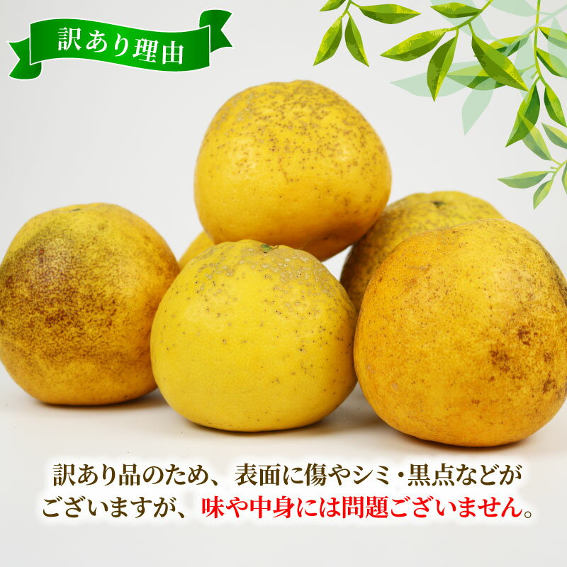 【ふるさと納税】 訳あり 河内晩柑 約 8kg 木田柑橘農園 晩柑 和製 グレープフルーツ 訳アリ 訳あり品 愛媛みかん 愛媛蜜柑 愛媛県産みかん 蜜柑 みかん mikan 爽やか さっぱり フレッシュ 果物 くだもの フルーツ 柑橘 数量限定 産地直送 国産 愛媛 宇和島 B010-185007 サムネイル2