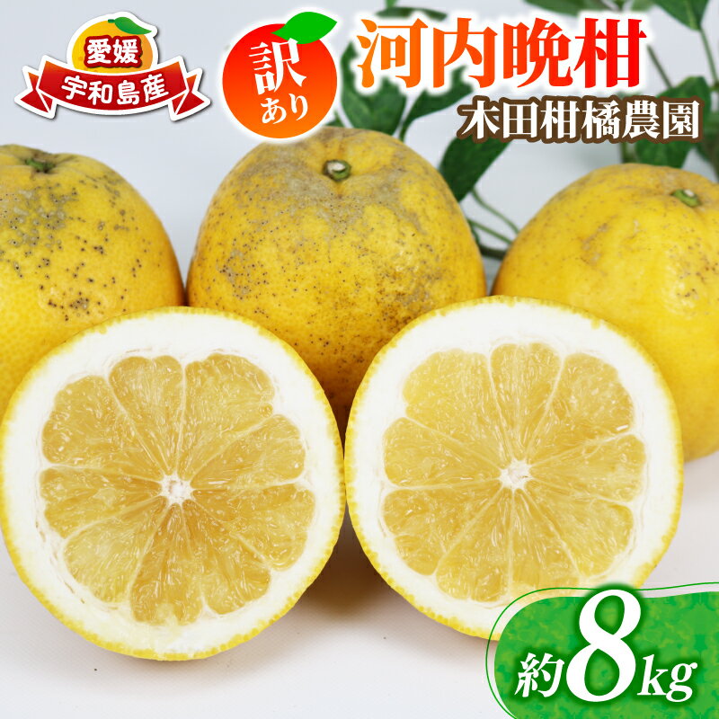 訳あり 河内晩柑 約 8kg 木田柑橘農園 晩柑 和製 グレープフルーツ 訳アリ 訳あり品 愛媛みかん 愛媛蜜柑 愛媛県産みかん 蜜柑 みかん mikan 爽やか さっぱり フレッシュ 果物 くだもの フルーツ 柑橘 数量限定 産地直送 国産 愛媛 宇和島 B010-185007