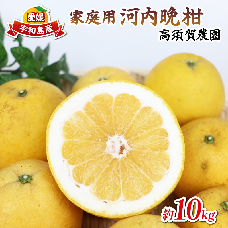 河内晩柑 家庭用 10kg 高須賀農園 先行予約 晩柑 かわちばんかん 和製 グレープフルーツ 果物 フルーツ 柑橘 みかん 蜜柑 農家直送 産地直送 数量限定 国産 愛媛 宇和島 B012-179001