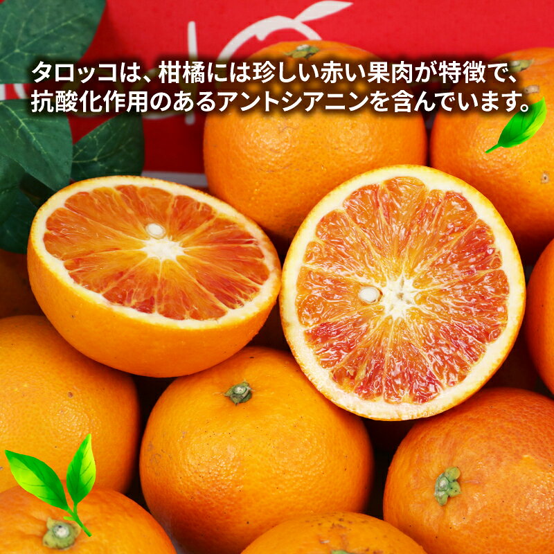 【ふるさと納税】 ブラッドオレンジ タロッコ 5kg 秀品 えひめ南農業協同組合直販センター JA 先行予約 オレンジ ブラッド 蜜柑 みかん mikan 果物 くだもの フルーツ 愛媛ミカン 愛媛蜜柑 愛媛みかん 柑橘 農家直送 産地直送 数量限定 国産 愛媛 宇和島 B020-009007 サムネイル3