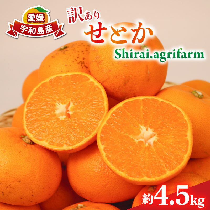 せとか 訳あり 約4.5kg Shirai.agrifarm 先行予約 サイズ 不揃い みかん 高級柑橘 柑橘の 大トロ 愛媛ミカン 愛媛蜜柑 mikan 柑橘 果物 くだもの フルーツ 高級 ブランド 濃厚 甘い 甘味 蜜柑 産地直送 農家直送 数量限定 国産 愛媛 宇和島 B015-115008